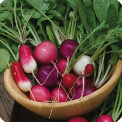 ohgreen Zaden: radijs gemengd