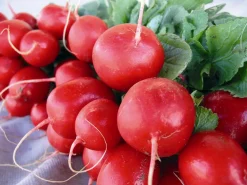 ohgreen Zaden: radijs rond écarlate sora