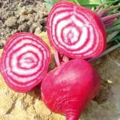 ohgreen Zaden: rode biet chioggia