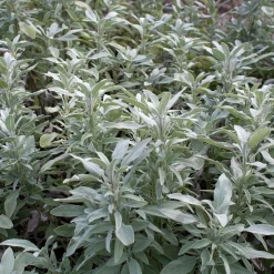 ohgreen Zaden: salie officinalis