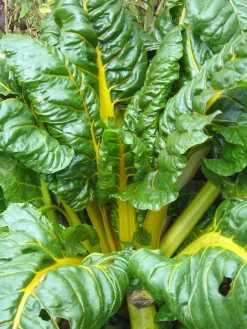 ohgreen Zaden: snijbiet met gele bladstelen bright yellow