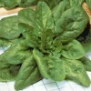 ohgreen Zaden: spinazie géant d'hiver