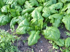 ohgreen Zaden: spinazie vroege reuzenblad