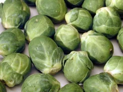 ohgreen Zaden: spruitkool groninger