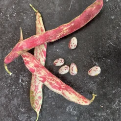 ohgreen Zaden: stamdroogboon borlotto