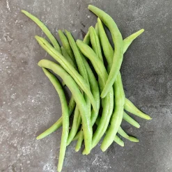 ohgreen Zaden: stamslaboon (prinsessenboon) cupidon