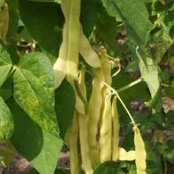 ohgreen Zaden: stokslaboon (snijboon) boter "golden gate"