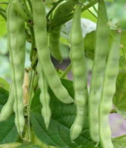 ohgreen Zaden: stokslaboon uit mechelen