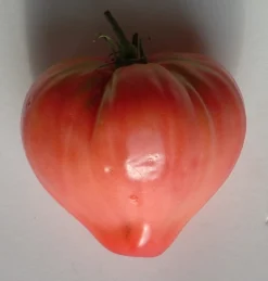 ohgreen Zaden: tomaat coeur de boeuf rose