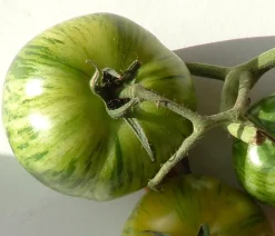 ohgreen Zaden: tomaat green zebra