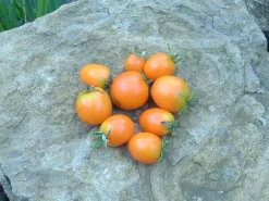 ohgreen Zaden: tomaat ida gold