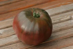 ohgreen Zaden: tomaat noire russe charboneuse