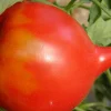 ohgreen Zaden: tomaat téton de vénus