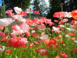 ohgreen Zaden: tuin-klaproos