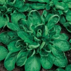 ohgreen Zaden: veldsla coquille de louviers