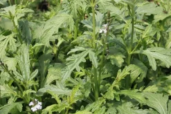 ohgreen Zaden: verbena officinalis