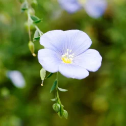 ohgreen Zaden: vlas blauw