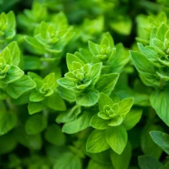 ohgreen Zaden: wilde marjolein