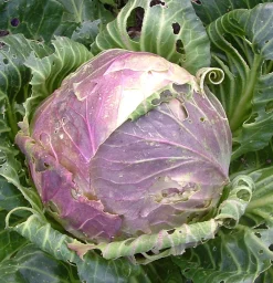 ohgreen Zaden: witte kool uit vaugirard