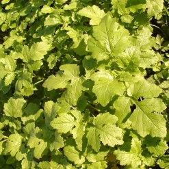 ohgreen Zaden: witte mosterd (groenbemester)