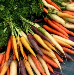 ohgreen Zaden: wortel gemengd