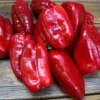 ohgreen Zaden: zachte paprika uit spanje