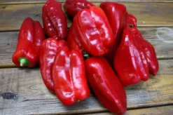 ohgreen Zaden: zachte paprika uit spanje