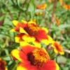 ohgreen Zaden: zinnia perzisch tapijt