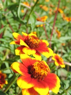 ohgreen Zaden: zinnia perzisch tapijt
