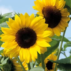 ohgreen Zaden: zonnebloem decoratieve mengeling