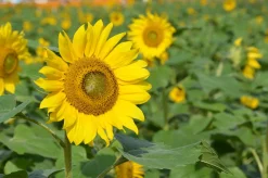 ohgreen Zaden: zonnebloem groot geel