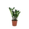 ohgreen Zamioculcas Zamiifolia