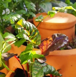 ohgreen Zelfbemestende composter balkon