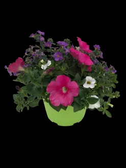 ohgreen Zomerse bloeitrio p17