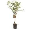 ohgreen Zure kers prunus cerasus morello laagstam